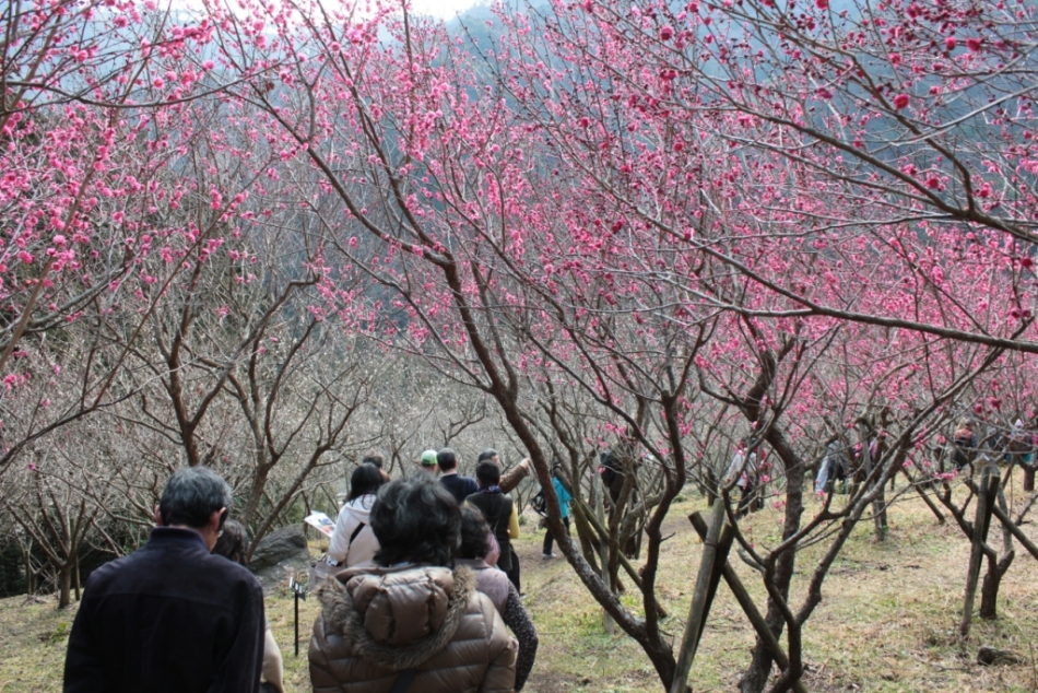 幕山梅林を歩く